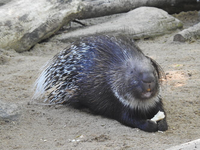 z hofskej zoo