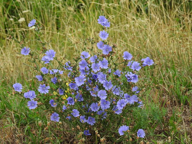 kytica čakanková