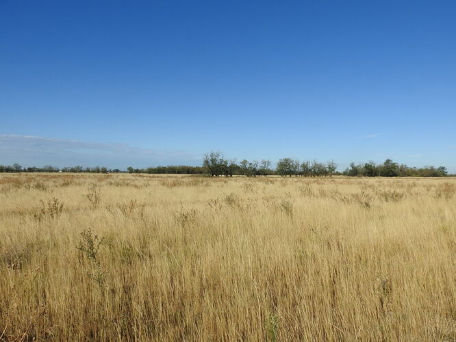savana