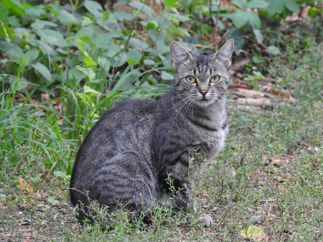 pohľad