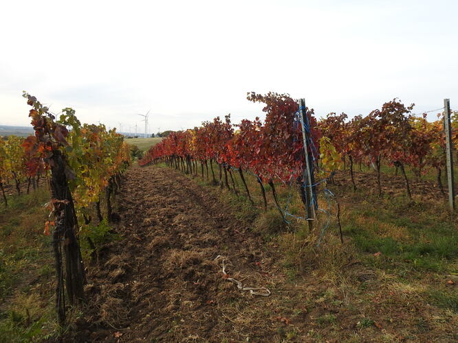 vinica