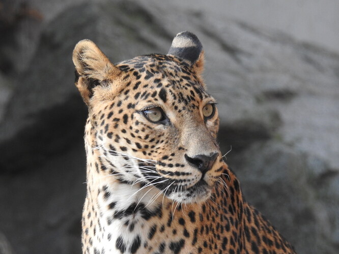 zoo