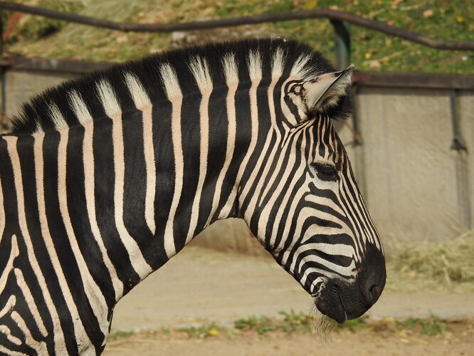zoo
