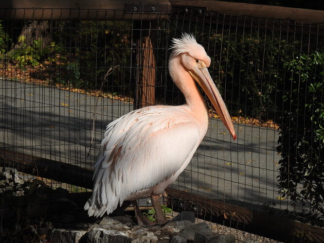 zoo