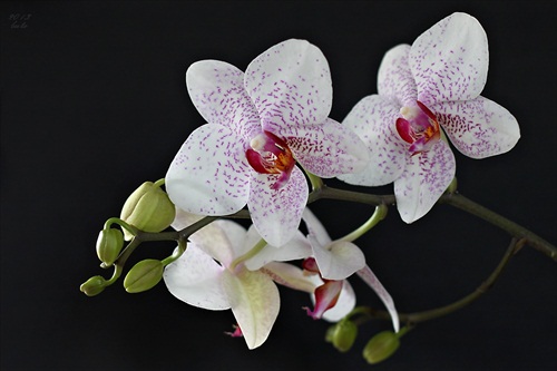 orchidea straciatela