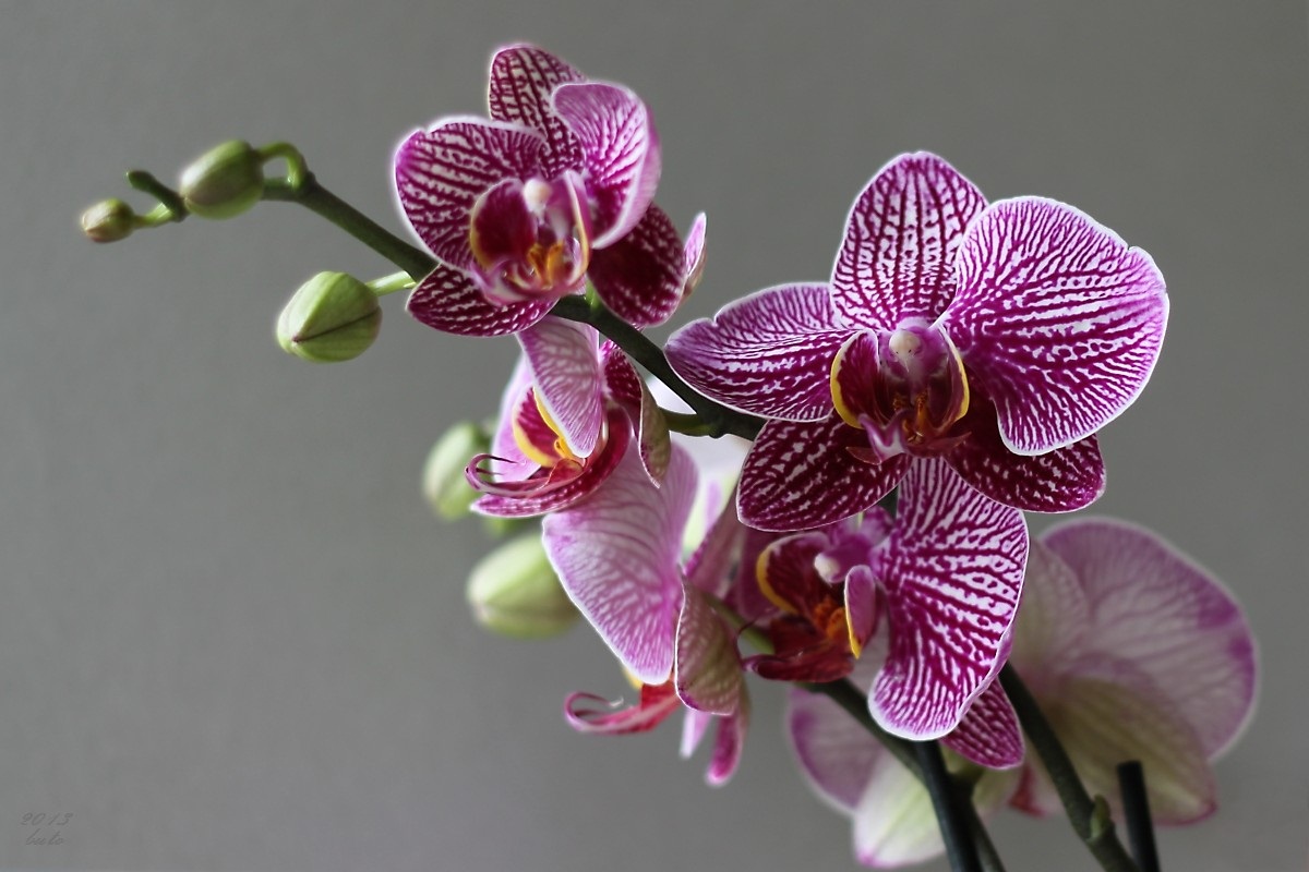 orchidea tigrovana