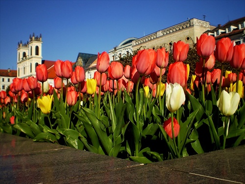Banská Bystrica - tulipány