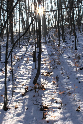 zimným lesom