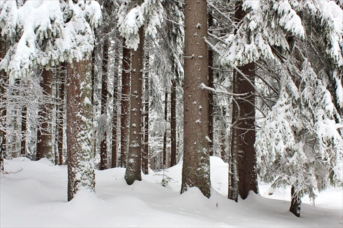 zimným lesom