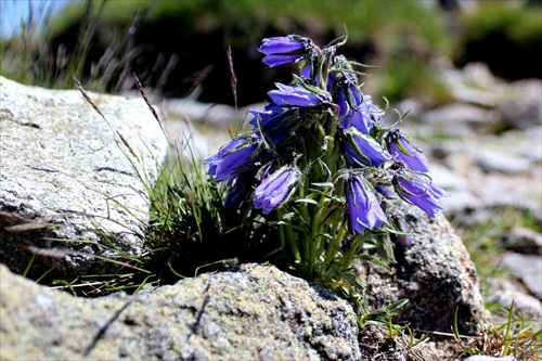 zvonte, zvonte zvonky zvonte ...