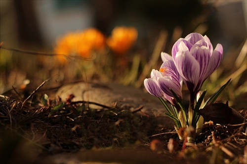 keď sa sny plnia ...