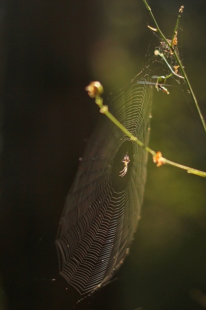 Keď pavúk svoje siete dotká ...