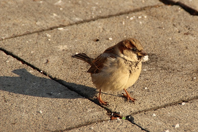 Aj vrabec si rád posolí ...