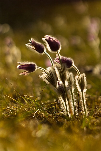 Pulsatilla slavica