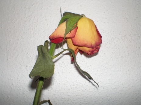 vyschnutá ruža