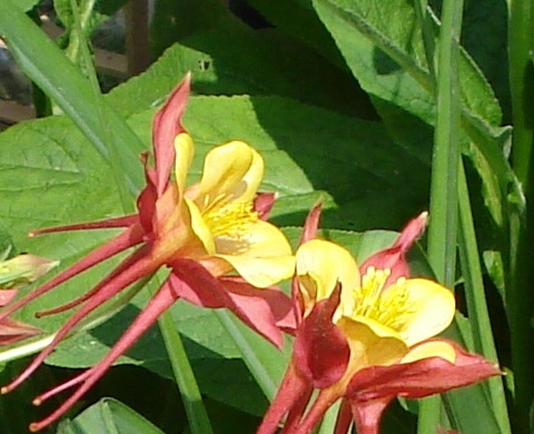 Kvet orlíček