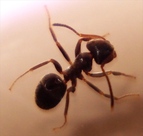 Ferdo mravec zablúdil