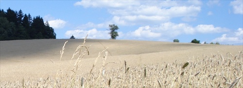 Pšeničné polia
