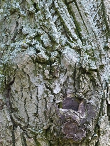 strom s tvárou