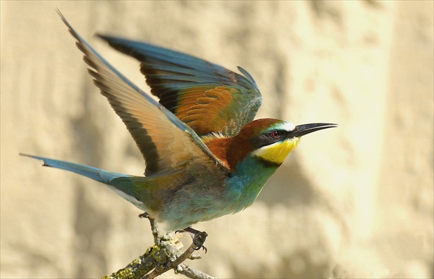 Včelárik zlatý /Vlha pestrá/- Merops apiaster