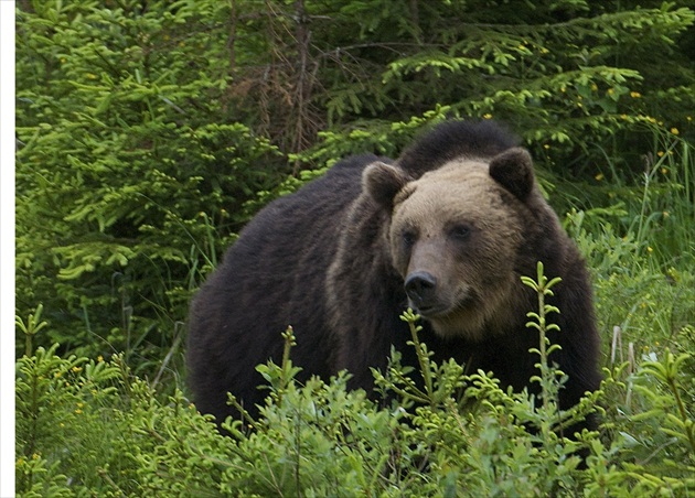 Medveď hnedý /Ursus arctos/Bez názvu