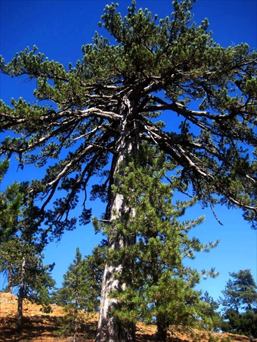 Giant Black Pine Tree