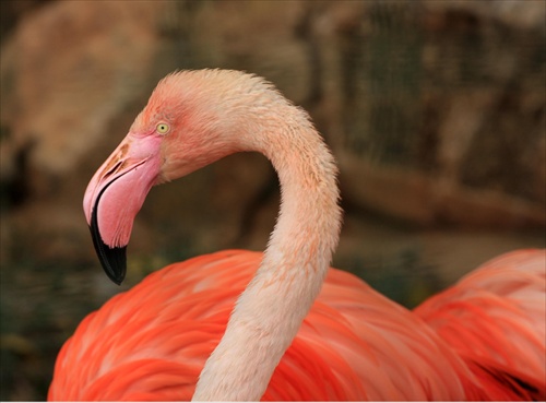 Phoenicopterus roseus