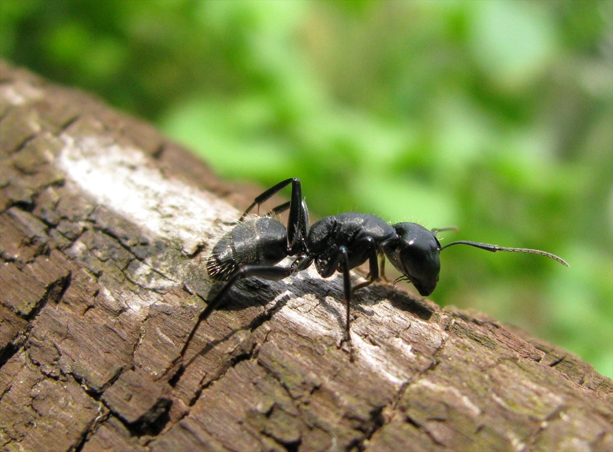 lesný mravec