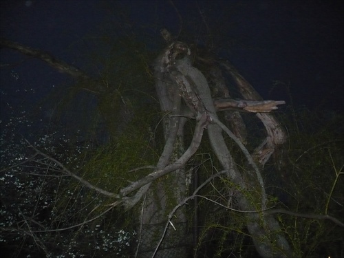 zlomeny strom v noci