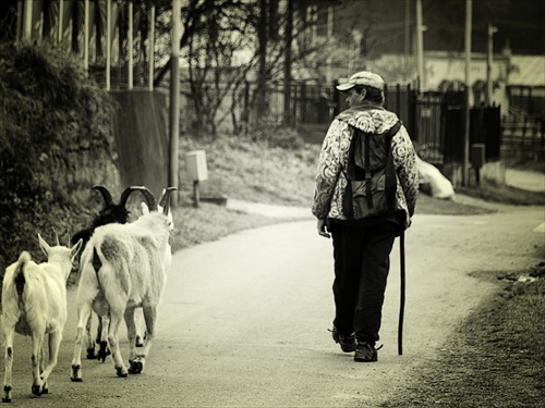 Pastier a jeho kozy