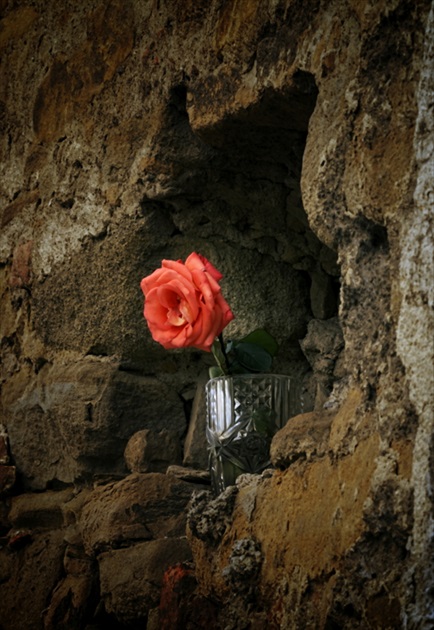 Kamenná ruža