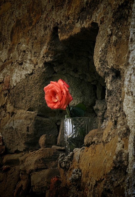Kamenná ruža