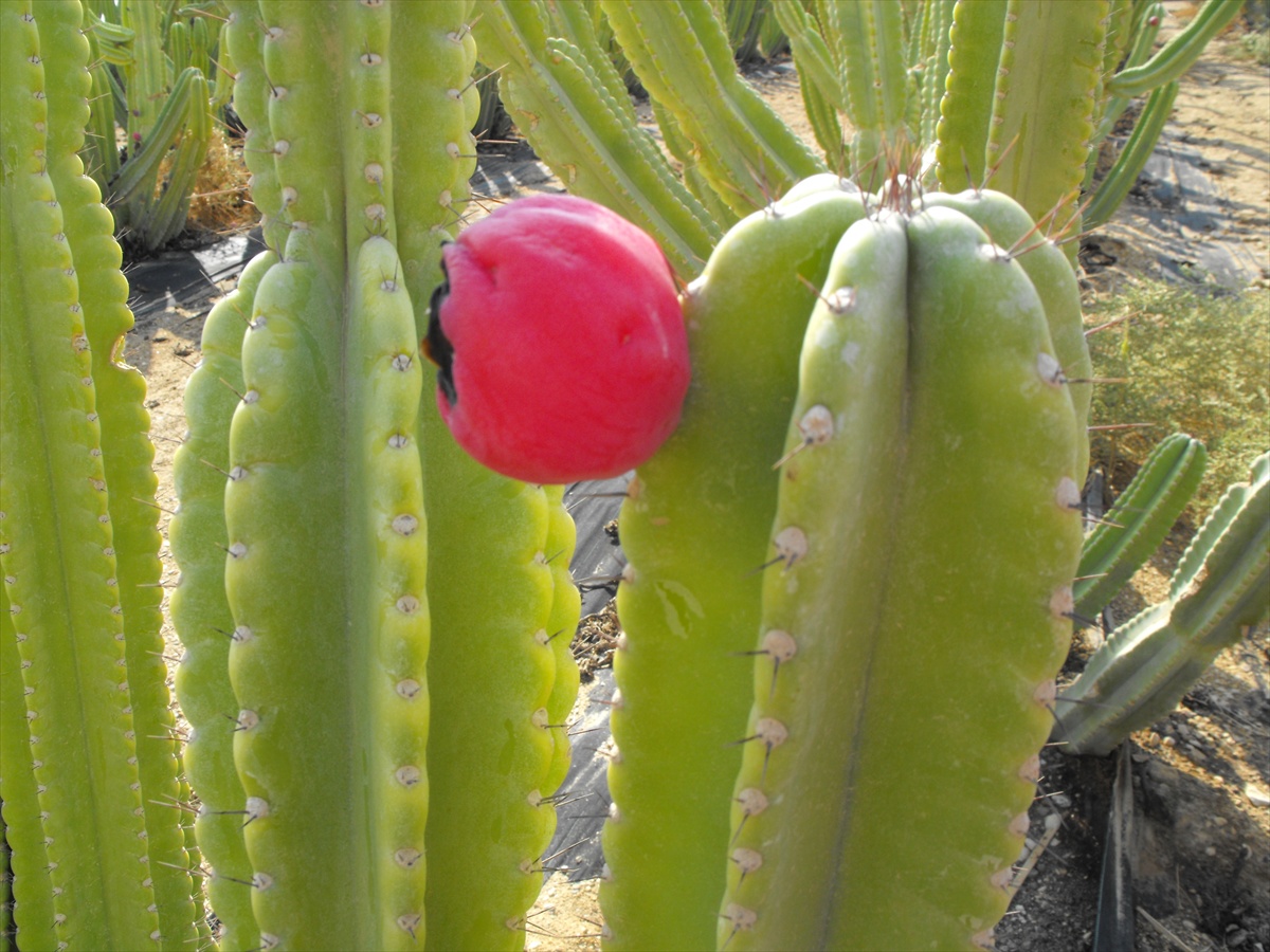 kaktusové pole