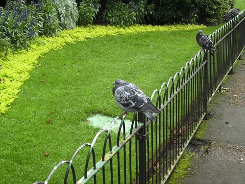 holuby na ohradke
