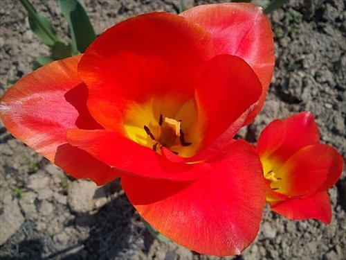 tilipán s tulipánikom