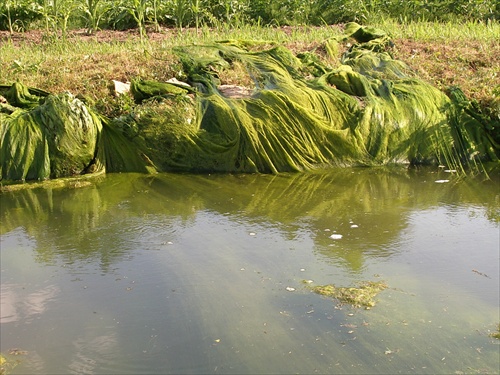 vodníkove vlasy