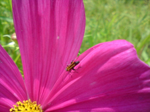 kvet a hmyz