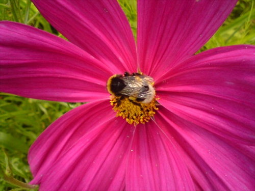 kvet a včielka