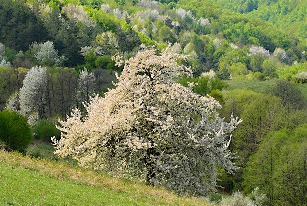 Lesná čerešňa v kvete...