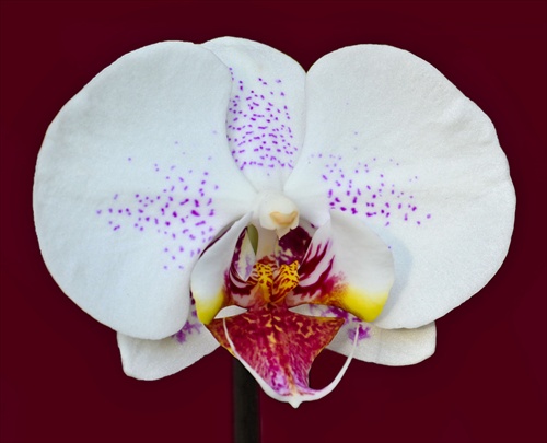 Orchidea pre Helku