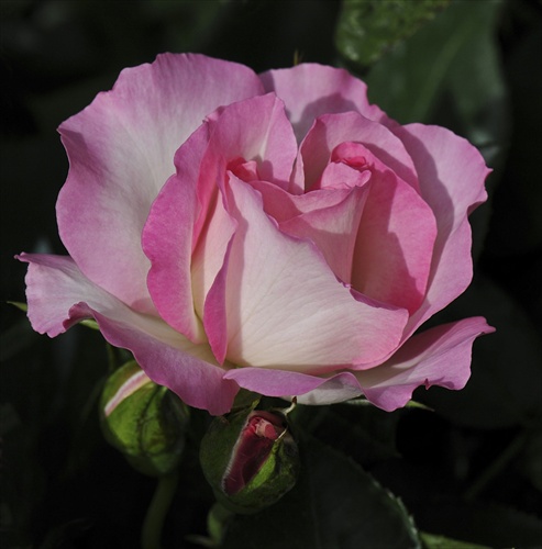 Ruža menom Bordure Rose
