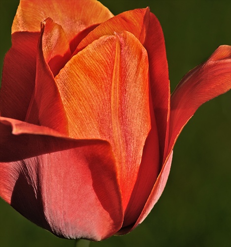 Tulipánová