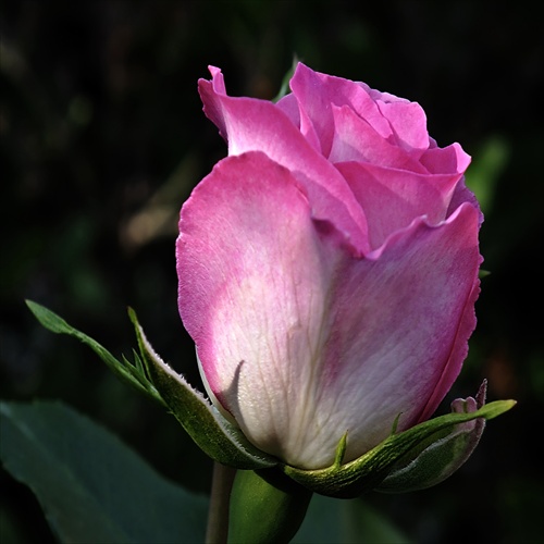 Ruža pre Bibíka