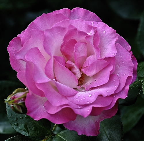 Kvet Bordure Rose