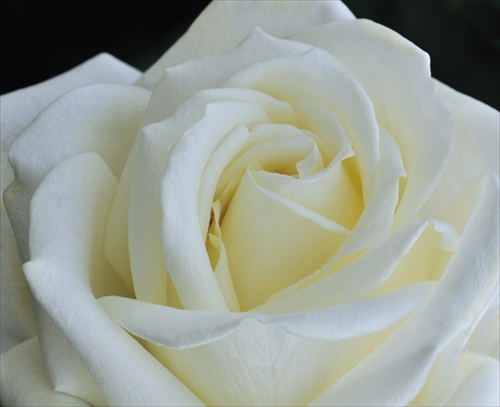 Ruža White Beauty