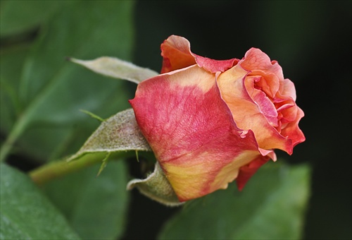 Puk ruže Maurítius
