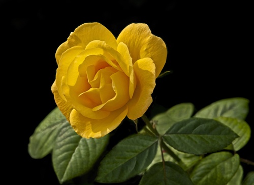 Žltá zámocká ruža