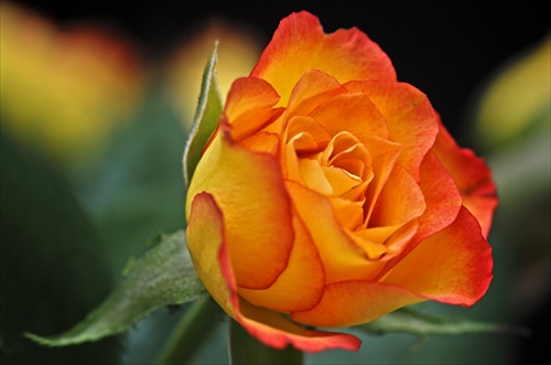 Žltočervená Bordure Rose