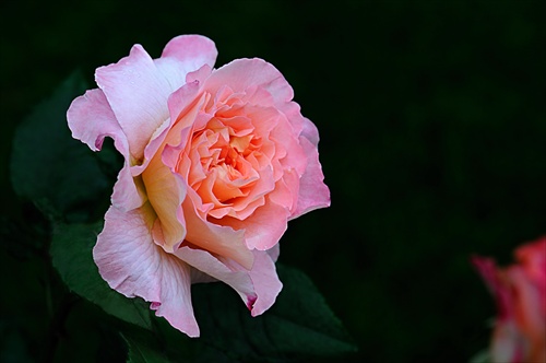 Ruža Tennerife