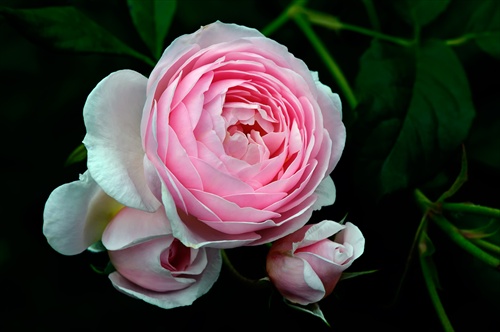 Anglická ruža